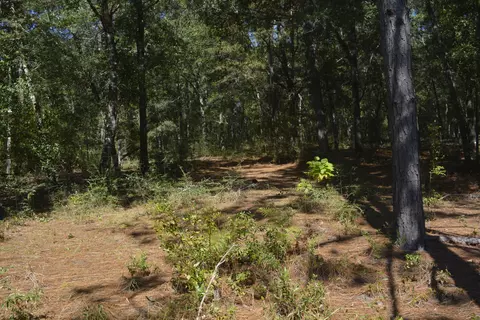 32 Acres Aplin Rd, Crestview, FL 32539 photo 9