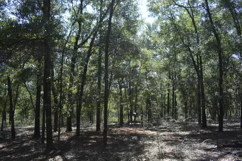 32 Acres Aplin Rd, Crestview, FL 32539 photo 7