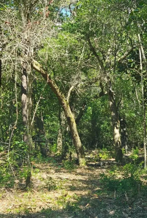 lot S 1 2 Gum St, Freeport, FL 32439
