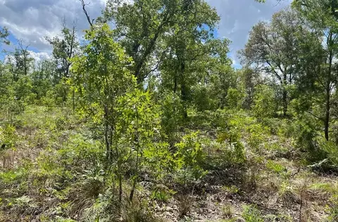 0000 Lady Bug Ln, Melrose, FL 32666 photo 9