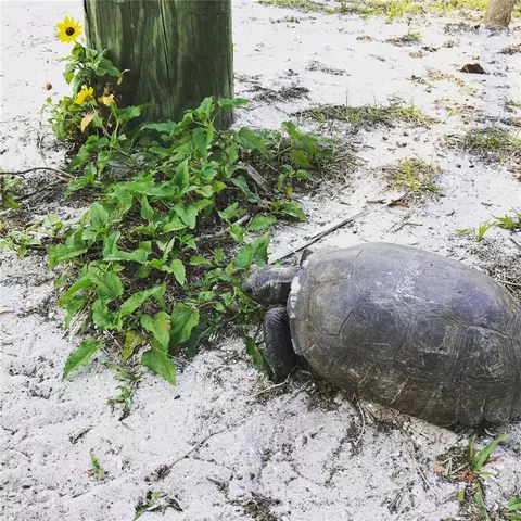 Other - 9602 Doubloon Trl, Placida, FL 33946 photo 9 of 10