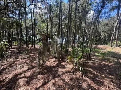 356 Drayton Island Rd, Georgetown, FL 32139 photo 34