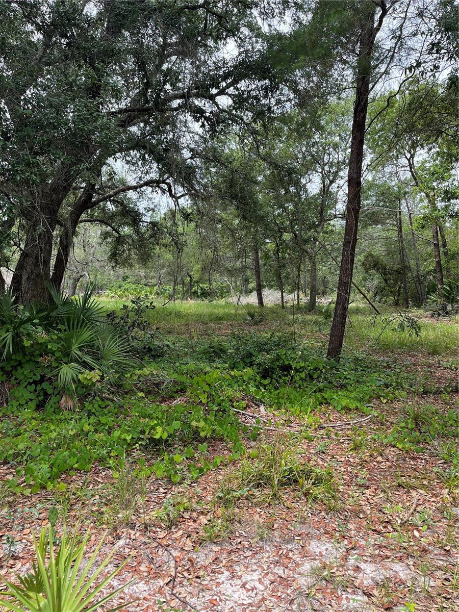E Saffron Court, Eustis, FL 32736 photo 1
