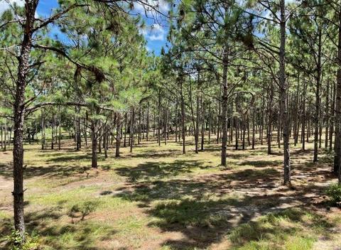 Tbd Se State Road, Weirsdale, FL 32195
