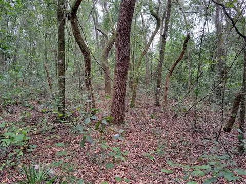 33104 Easter Dr, Webster, FL 33597