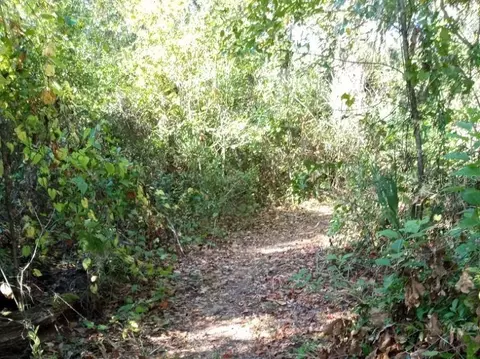 0 Fosgate Rd, Montverde, FL 34756