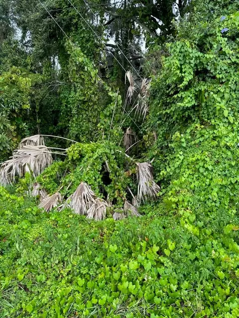 W Burleigh Boulevard, Tavares, FL 32778