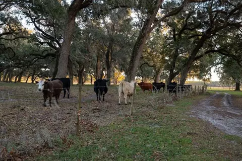 Other - 993 Cr 722, Webster, FL 33597 photo 25 of 45