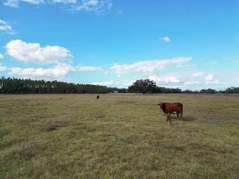 Other - 993 Cr 722, Webster, FL 33597 photo 36 of 45