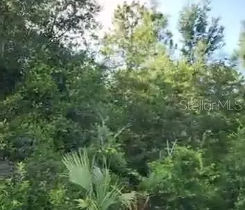 SE 97 Avenue, Summerfield, FL 34491