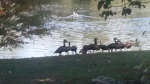 1024 W 1038 W Dixie Ave, Leesburg, FL 34748