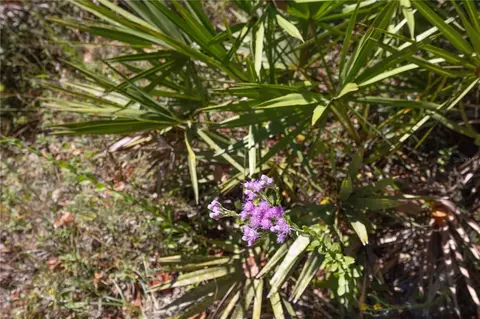 tbd Cr 673, Webster, FL 33597 photo 63