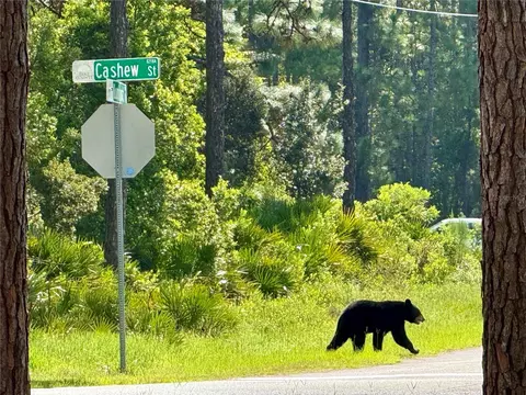 Cashew Street, Eustis, FL 32736 photo 2