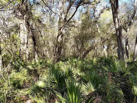 36031 Butternut Dr, Webster, FL 33597 photo 6