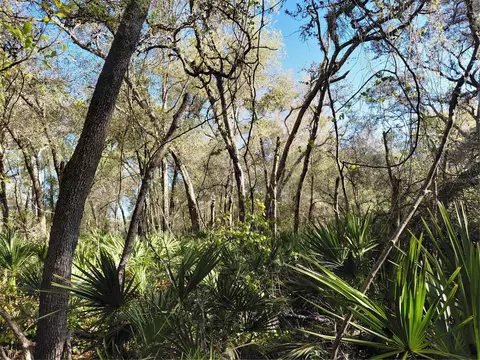 36031 Butternut Dr, Webster, FL 33597 photo 11