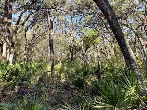 36031 Butternut Dr, Webster, FL 33597 photo 3