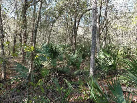 36031 Butternut Dr, Webster, FL 33597 photo 12