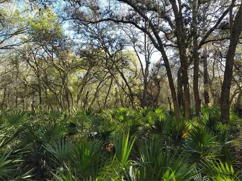 36031 Butternut Dr, Webster, FL 33597 photo 8