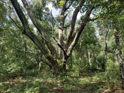 Pinon Drive, Webster, FL 33597 photo 4