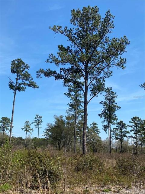 Tbd Lot A County Road 249, Live Oak, FL 32060