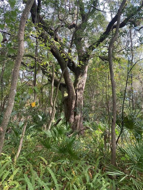 SW 3 Rd Street, Micanopy, FL 32667