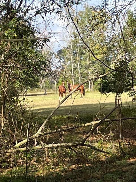 142 Nd Ter, Alachua, FL 32615