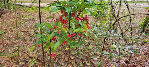 1260 SW 91st St, Gainesville, FL 32608 photo 4