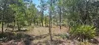 000 NE 67th Ln, Bronson, FL 32621