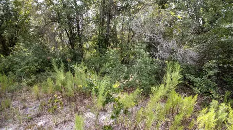 00 SW 80th Pl, Hampton, FL 32044 photo 9