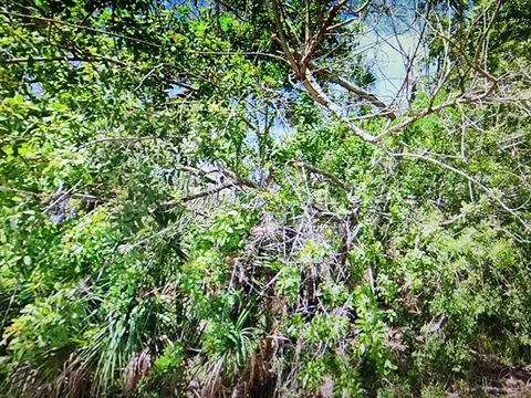 0 Dingus Ln, Hudson, FL 34667