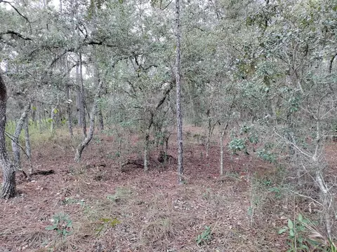 Undetermined, Dunnellon, FL 34432