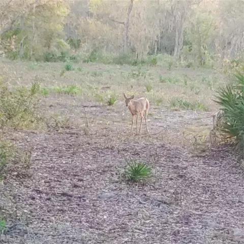 Deer Road, Frostproof, FL 33843 photo 22