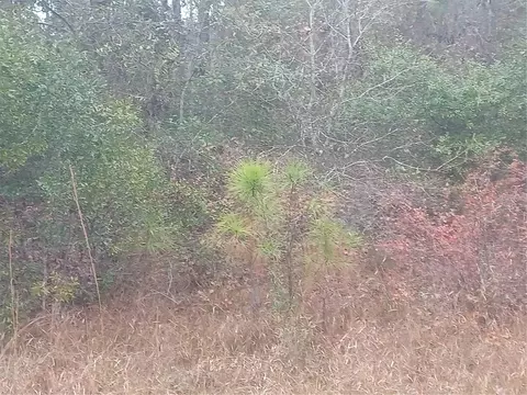 534 Rosewood St, Georgetown, FL 32139