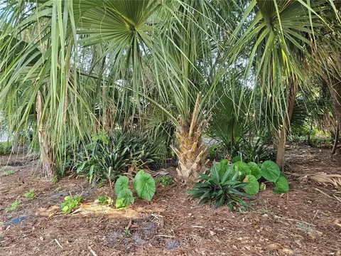 Pine Tree Drive, Edgewater, FL 32141 photo 9