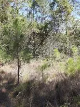 Water Road, Groveland, FL 34736