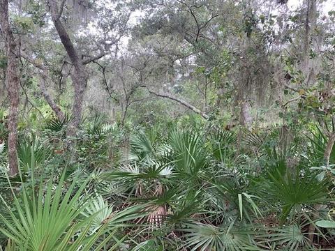 64 Fyfe Ave, Debary, FL 32713