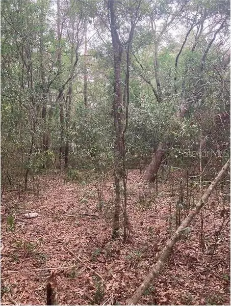 Virginia Road, Altoona, FL 32702