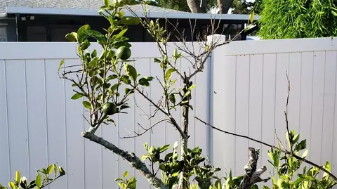 Exterior - 375 Terrapin, Venice, FL 34293 photo 5 of 5