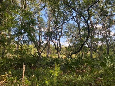 114 Pecan Ave, Interlachen, FL 32148 photo 1