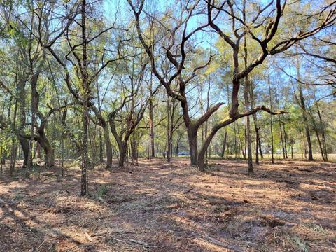 3 57ac Ne 315 Hwy #32, Fort Mc Coy, FL 32134