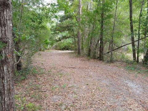 55 Forest Ln, Bronson, FL 32621