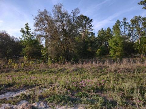 00 NE 40th St, Williston, FL 32696