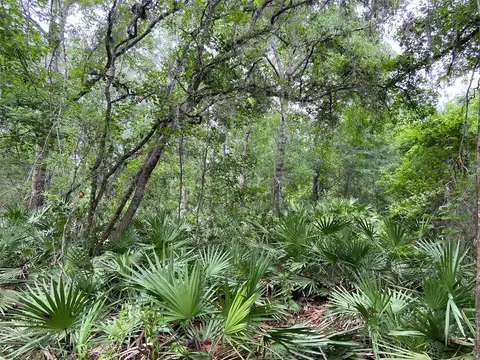 E Hwy 318, Citra, FL 32113