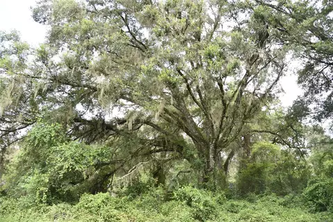 Hwy 346 A, Micanopy, FL 32667