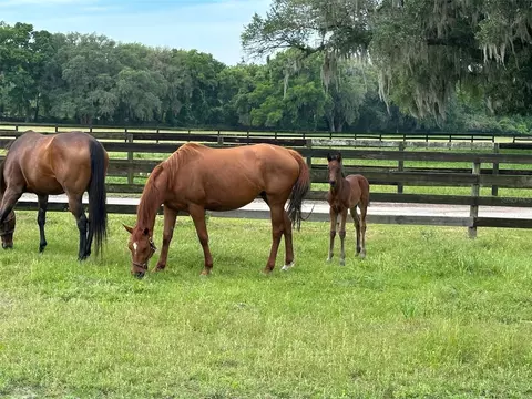 Other - 4101 NW 89th Pl, Ocala, FL 34482 photo 13 of 16