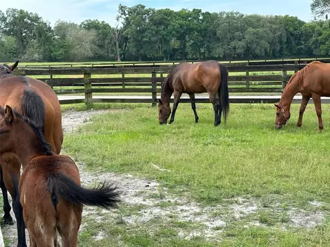 Other - 4101 NW 89th Pl, Ocala, FL 34482 photo 11 of 16