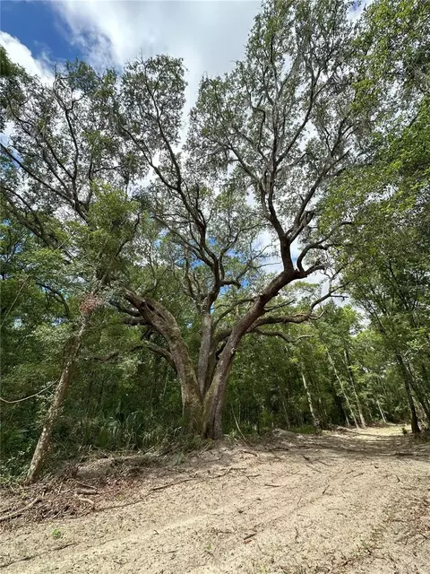 55 Ac W Hwy 318, Reddick, FL 32686 photo 10