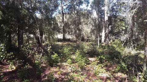 tbd Pine Tree Ln, Melrose, FL 32666