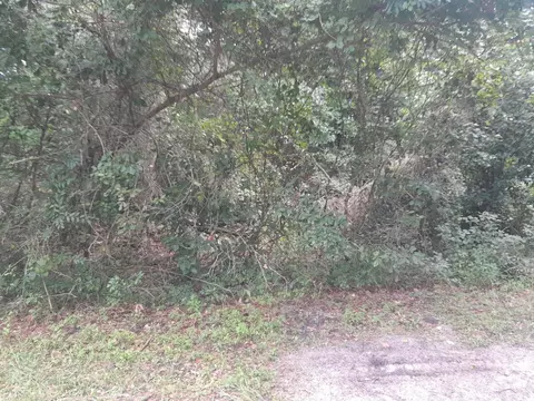 tbd NW 172nd Pl, Reddick, FL 32686 photo 3