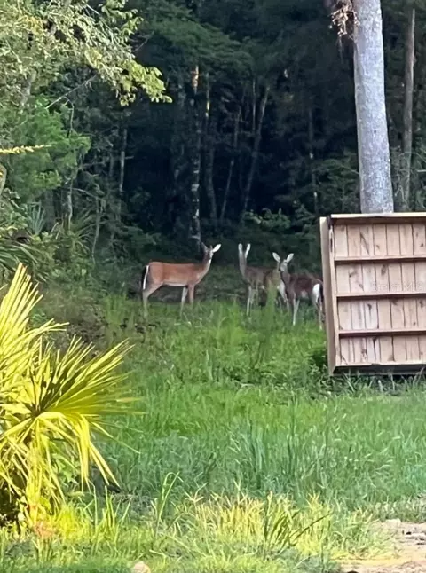 Other - 00 Clayton Rd, Cedar Key, FL 32625 photo 9 of 10